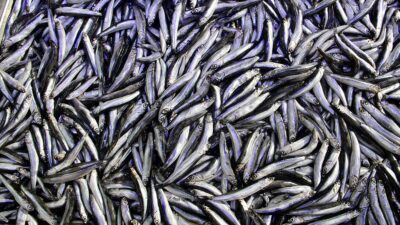 Türkiye'den işlenmiş ürün olarak da dış satımı yapılan hamsinin 6