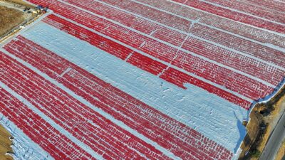 Bu yıl haziranda yaşanan yüksek sıcaklıklar, İzmir'in verimli ovalarında yetişen