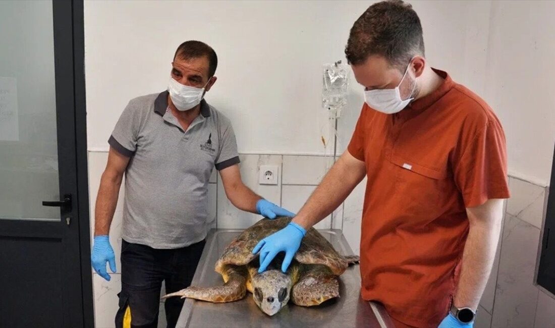 İzmir'de körfez temizliği sırasında bitkin halde bulunan caretta carettanın tedavisine