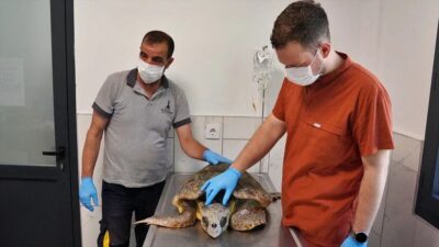 İzmir'de körfez temizliği sırasında bitkin halde bulunan caretta carettanın tedavisine
