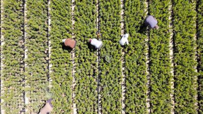 Kahramanmaraş Orman Bölge Müdürlüğüne bağlı Tekir ve Göksun fidanlıklarında 2024