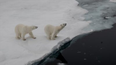Kanada'nın York ve Alberta Üniversitelerinden araştırmacılar, insanların kutup ayıları ile
