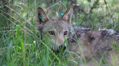 Kars'ın Sarıkamış ilçesinde 13 yıl önce uydu vericisi takılarak hareketleri,