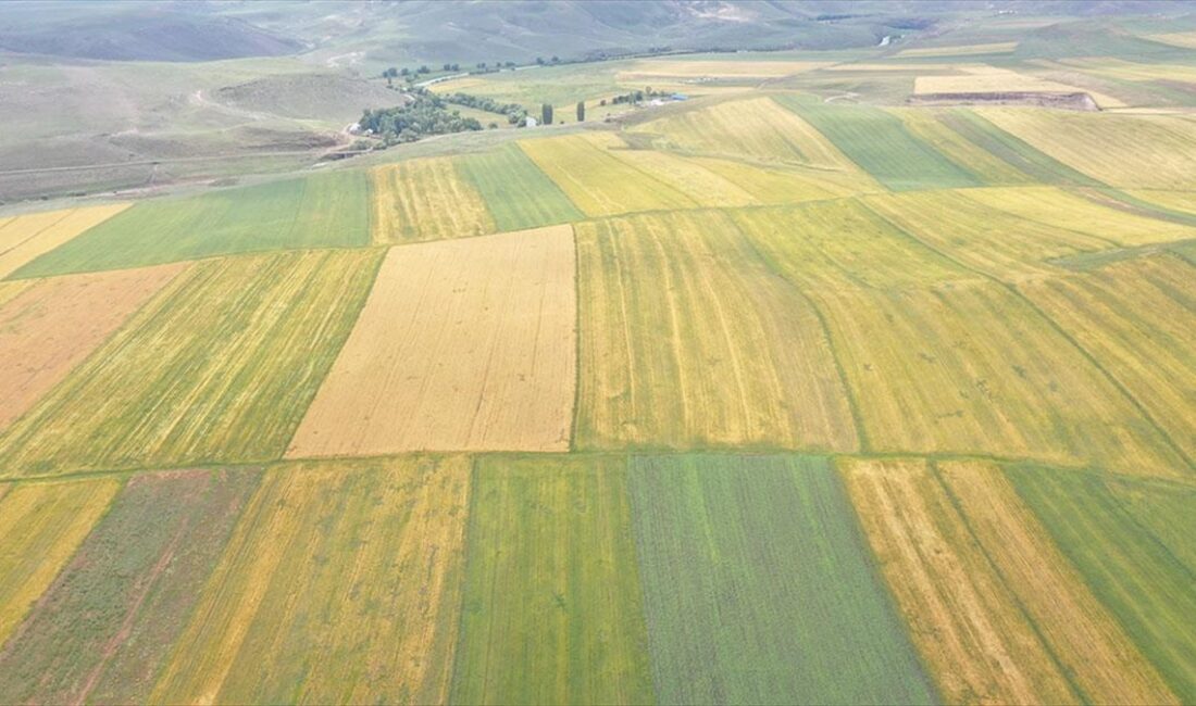 Kars'ta nadasa bırakılan, daha önce kullanılmayan atıl durumdaki tüm arazilerin