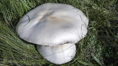 KARS (AA) – Şehir merkezi ve il&ccedil;elerdeki &ccedil;ayırlarda &ccedil;ıkan dev