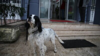 Tarım ve Orman Bakanlığı tarafından yürütülen ev hayvanlarının kimliklendirilmesi çalışması