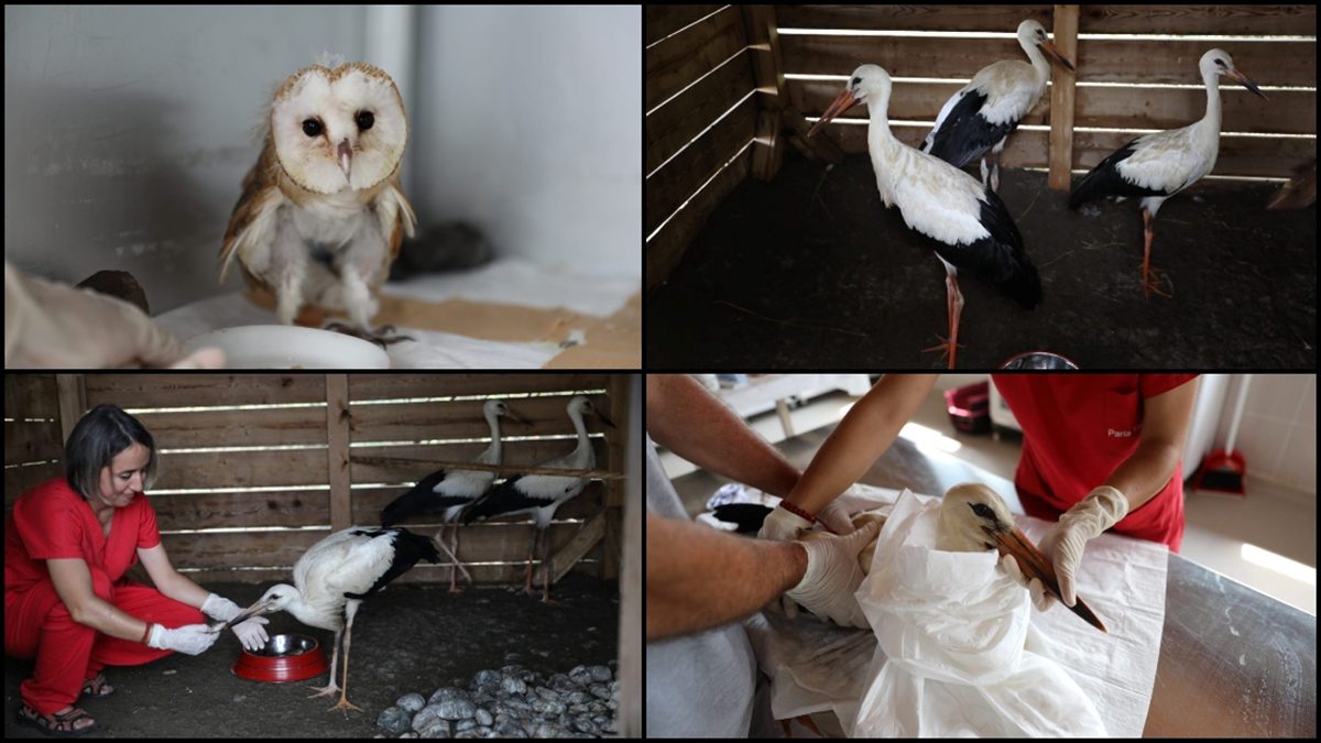 Samsun'un Kızılırmak Deltası Kuş Cenneti'nde bulunan Yabani Hayvanlar İlk Yardım