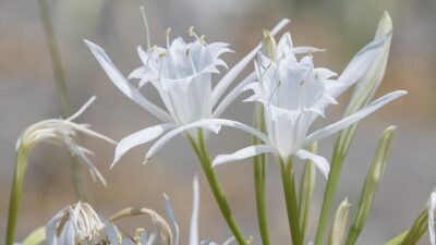 Karadeniz'in batısında 16 kilometre uzunluğa sahip Kocaali sahiline renk katan