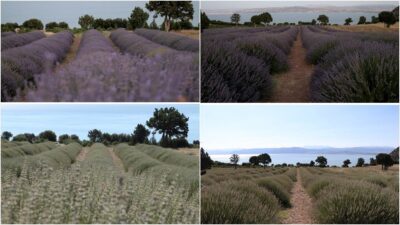 Isparta ve Burdur'da görenlerin hatıra fotoğrafı çektirmeden geçmediği mor lavanta