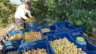 Türkiye'nin Avrupa Birliği (AB) nezdinde tescilli ürünlerinden Malatya kayısısı, başta
