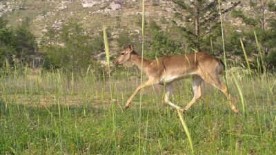 ANTALYA (AA) – SÜLEYMAN ELÇİN – Antalya'nın Manavgat ilçesinde 3