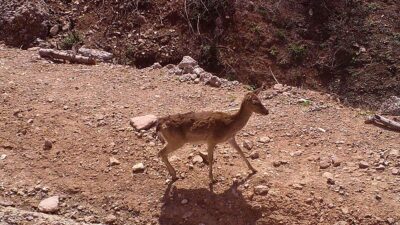 Antalya'nın Manavgat ilçesinde 3 yıl önce yaşanan yangın felaketinden etkilenen