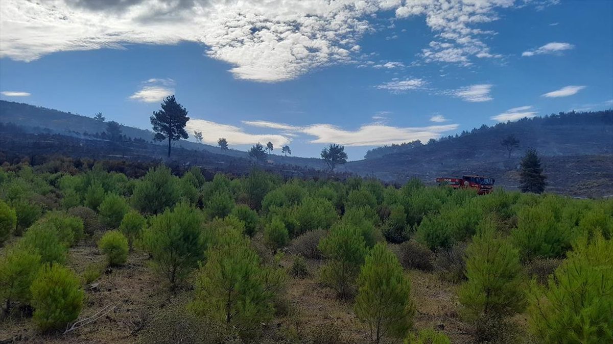 Manisa'nın Soma ilçesinde dün ormanlık alanda çıkan ve şiddetli rüzgarın