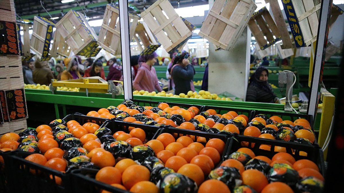 Meyve ve sebze mamulleri sektörünün ihracatı, bu yılın ilk yarısında