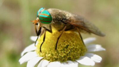 Eskişehir Teknik Üniversitesi (ESTÜ) Fen Fakültesi Biyoloji Bölümü Öğretim Üyesi