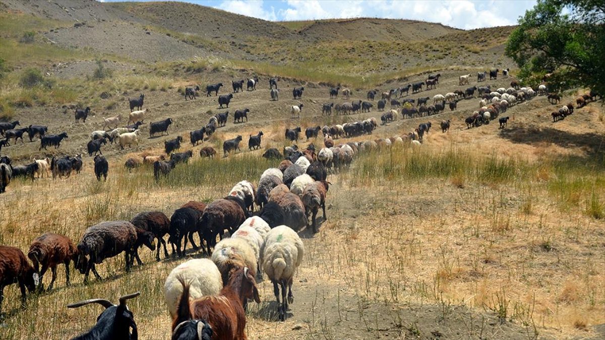 Güneydoğu Anadolu Bölgesi'nde hayvancılıkla geçimlerini sağlayan göçerler, kavurucu sıcakların etkili