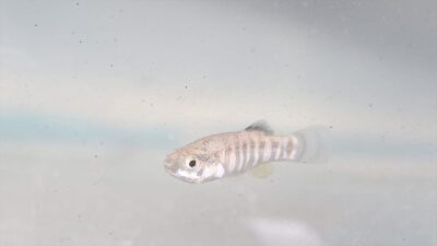 Tuz Gölü Özel Çevre Koruma Bölgesi'nde yürütülen çalışmalarda, nesli tükenme