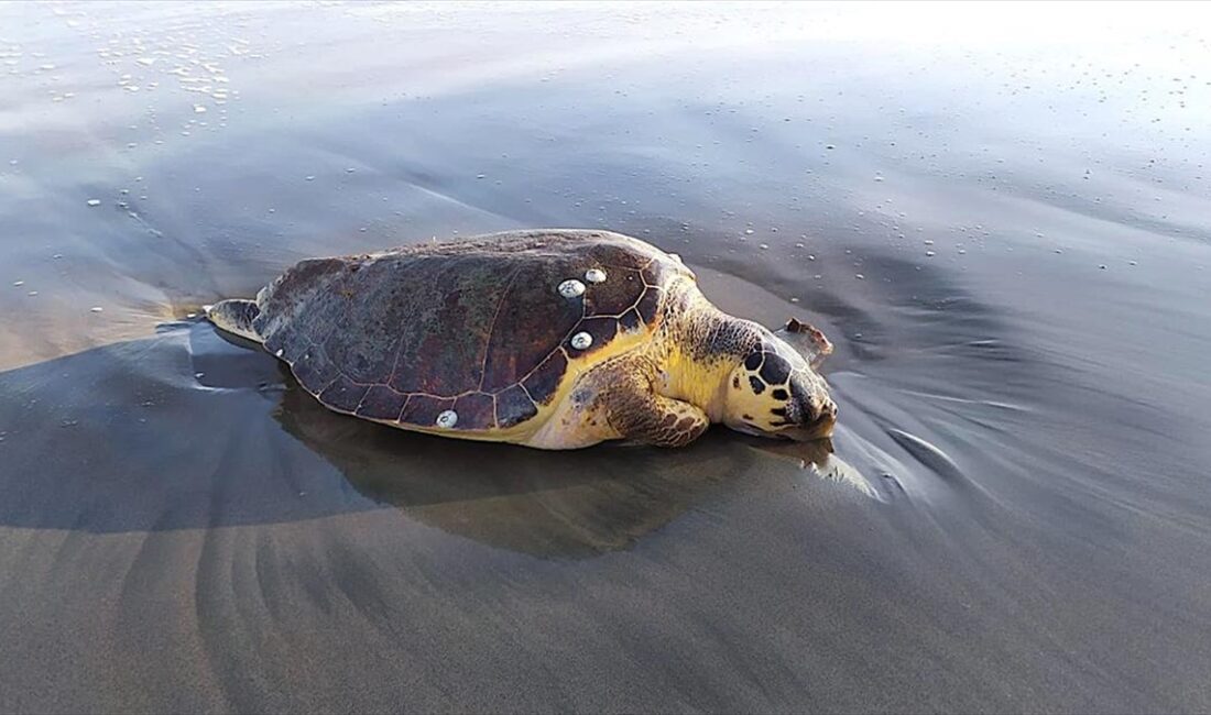 Mersin'de balıkçılık faaliyetlerinin yasak olması dolayısıyla Akdeniz foku, caretta caretta,