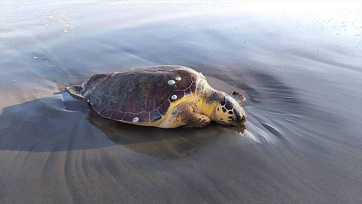 Mersin'de balıkçılık faaliyetlerinin yasak olması dolayısıyla Akdeniz foku, caretta caretta,