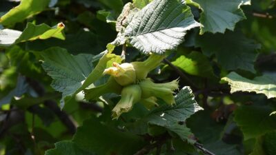 Trabzon ve Ordu'daki fındık üreticileri, 2024 yılı hasat dönemini bekliyor.