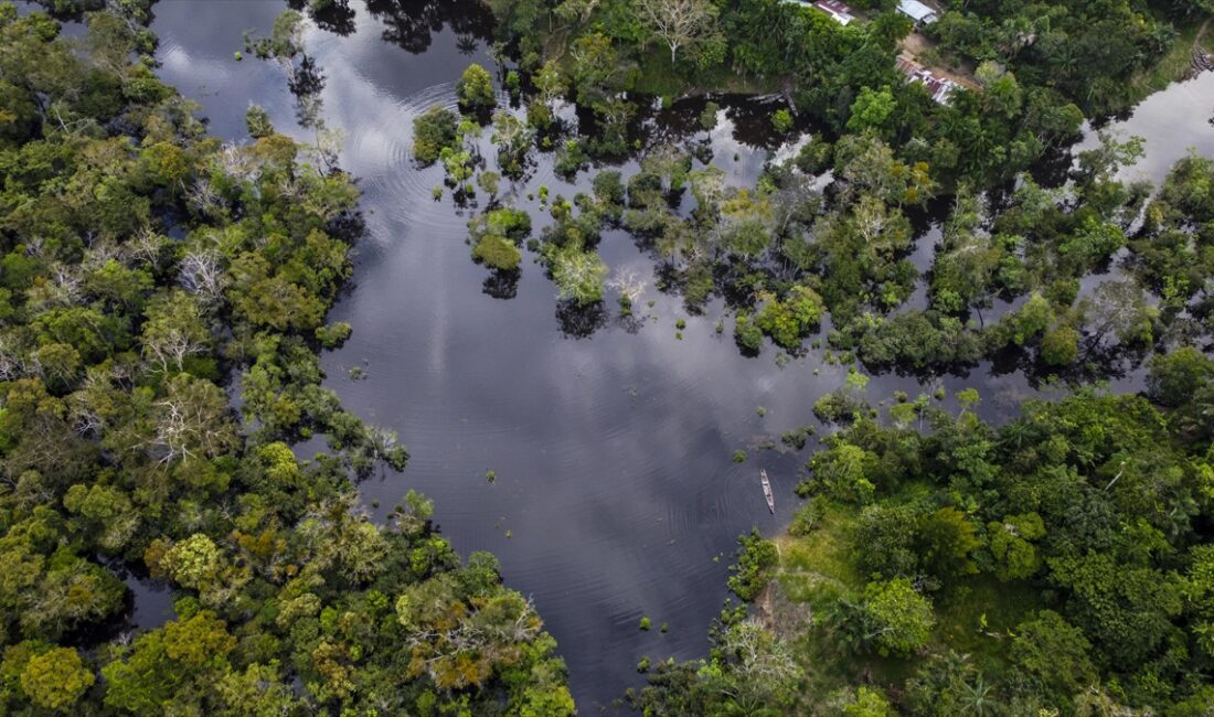 Peru'nun güneydoğusundaki Amazon ormanlarında yürütülen ağaç kesim çalışmalarının yalnızca birkaç