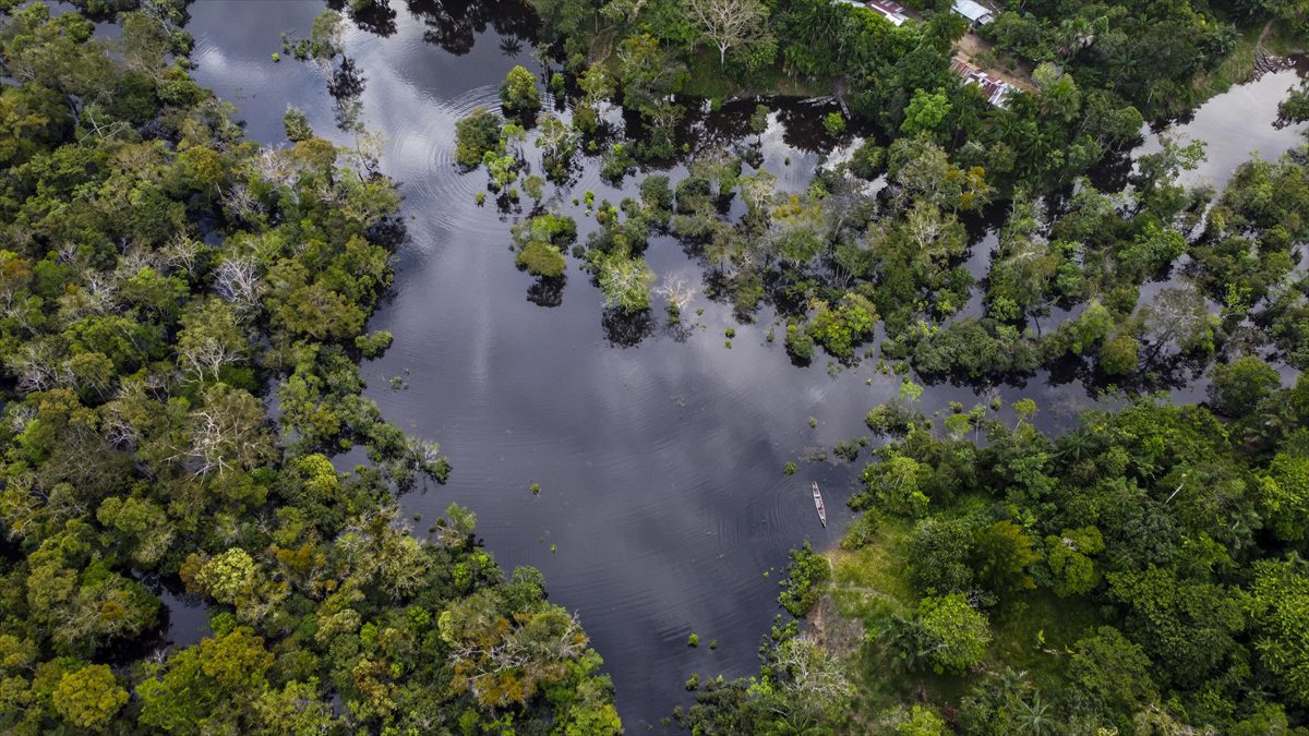 Peru'nun güneydoğusundaki Amazon ormanlarında yürütülen ağaç kesim çalışmalarının yalnızca birkaç