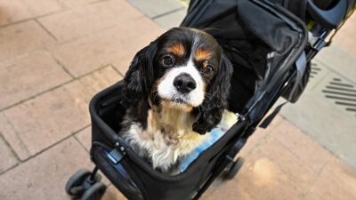 Kalp ritim bozukluğuyla dünyaya gelen Cavalier King Charles ırkı köpek,