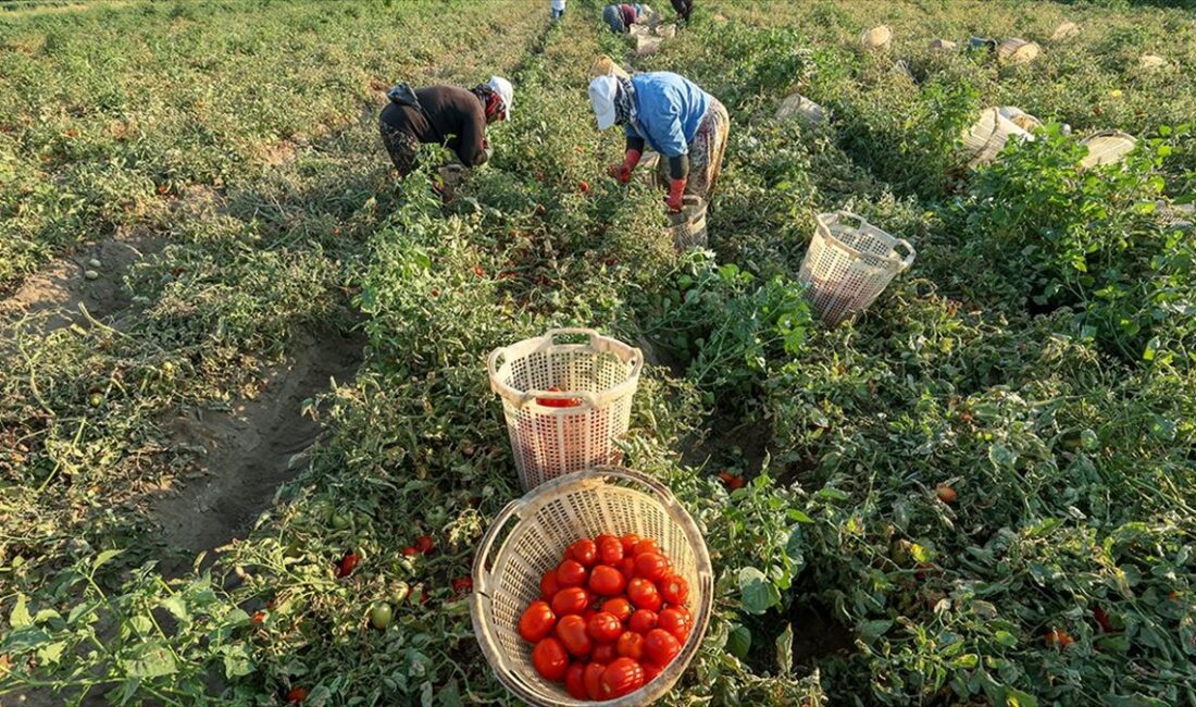 Türkiye'nin önemli tarım havzalarından İzmir'deki ovalarda yetiştirilen ve kavurucu sıcakta