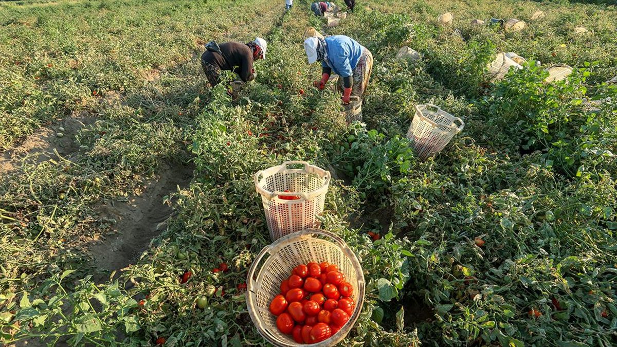 Türkiye'nin önemli tarım havzalarından İzmir'deki ovalarda yetiştirilen ve kavurucu sıcakta