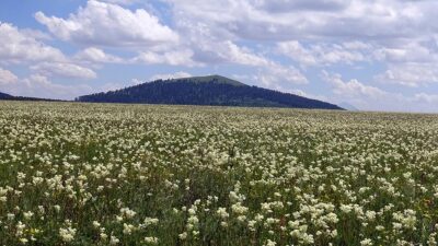 Kars'ın Sarıkamış ilçesi kışın karla, yaz mevsiminde de kır melikesi