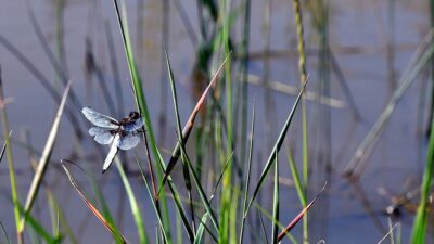 Kars'ın Sarıkamış ilçesinde yaz yağmurlarının ardından çıkan rengarenk yusufçuklar, fotoğraf