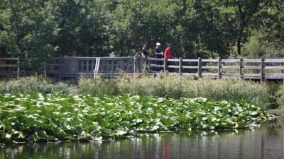 Çanakkale'nin Biga ilçesinde, nilüfer çiçeklerinin yer aldığı gölün aşırı sıcaklar