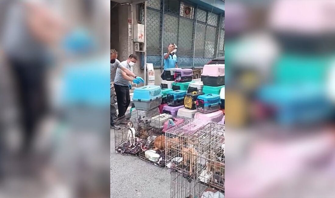 Şişli'de bir apartmanın zemin katındaki dükkanda taşıma çantası ve kafeslerde
