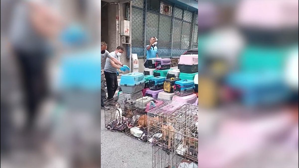 Şişli'de bir apartmanın zemin katındaki dükkanda taşıma çantası ve kafeslerde
