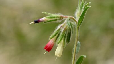 Ege Üniversitesi Botanik Bahçesi Herbaryum Araştırma ve Uygulama Merkezi Müdürü