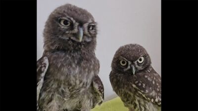 ANKARA (AA) – Tarım ve Orman Bakanlığı ekipleri büyüttüğü kukumav