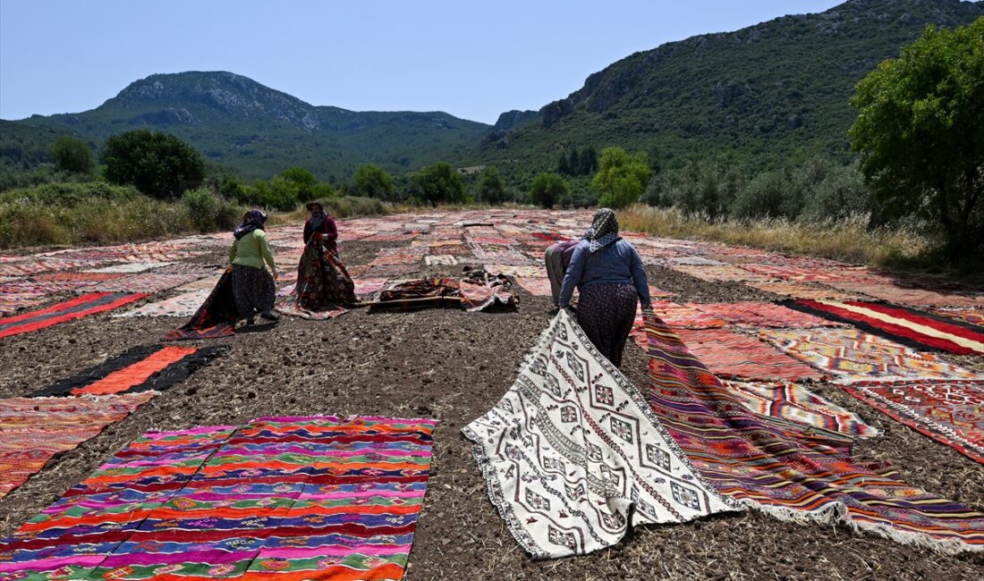 ANTALYA (AA) – SÜLEYMAN ELÇİN – Antalya'da tarlalara serilen binlerce