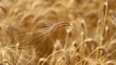 Tekirdağ Namık Kemal Üniversitesi (NKÜ) Ziraat Fakültesi Tarla Bitkileri Bölüm