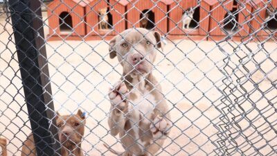 Tarım ve Orman Bakanlığı, ticareti yasaklanan hayvan türlerinin internet üzerinden