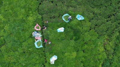 Türkiye'nin önemli tarımsal ürünlerinden çay, yılın 6 ayında Avrupa kıtası