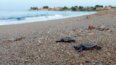 Çevre, Şehircilik ve İklim Değişikliği Bakanlığınca, özel çevre koruma bölgelerinde