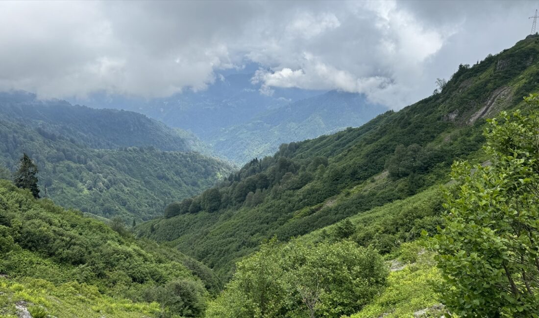 Türkiye'nin tek biyosfer rezerv alanı olma özelliğini taşıyan, zengin flora