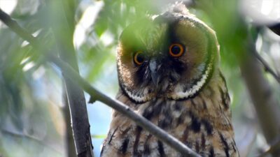 Kars'ın Sarıkamış ve Selim ilçe merkezlerinde, angut, kınalı keklik, orman