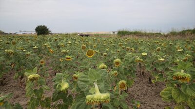  Türkiye'de geçen yıl en çok yağlık ayçiçeği üretiminin gerçekleştirildiği