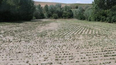 Yozgat'ta ekili alanları doludan hasar gören çiftçiye Cumhurbaşkanlığından 35 milyon