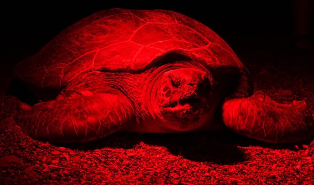 Antalya'nın Kızılot bölgesinde nesli tükenme tehdidi altındaki caretta carettaların kumsalı