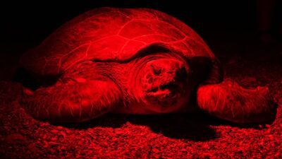 Antalya'nın Kızılot bölgesinde nesli tükenme tehdidi altındaki caretta carettaların kumsalı