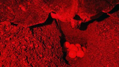 ANTALYA (AA) – AYŞE YILDIZ – Antalya'nın Kızılot bölgesinde nesli