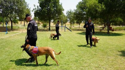 Batman'da İl Jandarma Komutanlığının uyuşturucu operasyonlarına katılan hassas burunlu köpekler