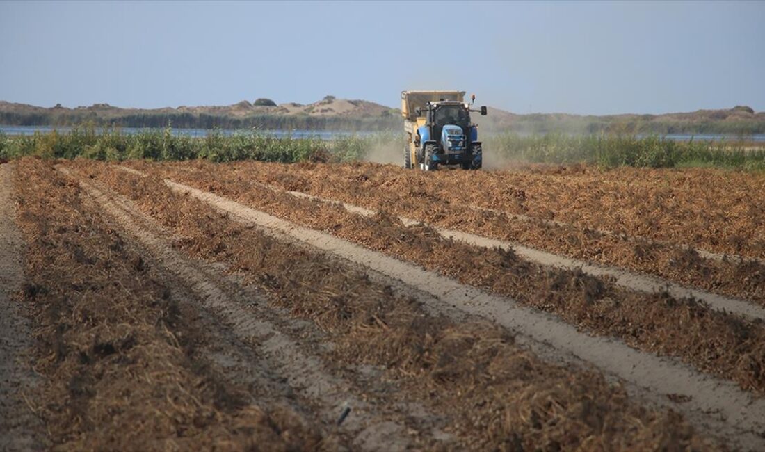Türkiye'nin önemli tarımsal merkezlerinden Adana'da, 275 bin dekarda ekilen yer